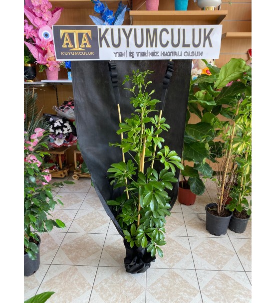 Saksı çiçeği 2'li şeflara