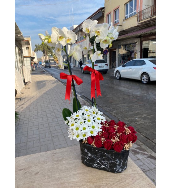 Arajmanlı orkide